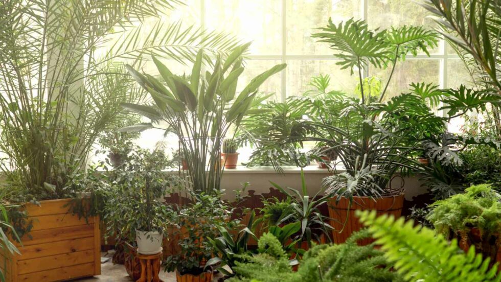 Jardin d’hiver : aménager sa véranda pour un maximum de confort